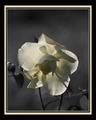 White Rose - Version 3