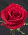 Red Rose 3