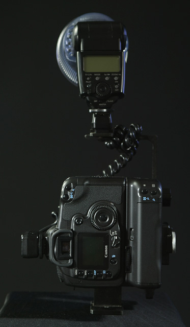 portrait - back.jpg