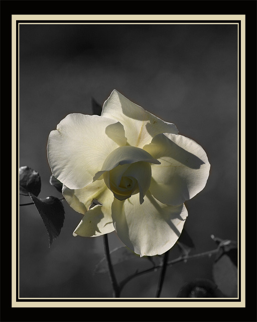 White Rose - Version 3