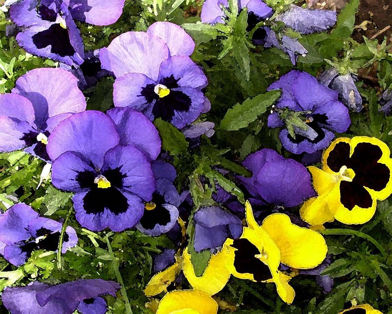 Pansies Watercolor