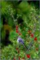 A Bird in the Bush…
