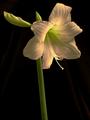 Amaryllis