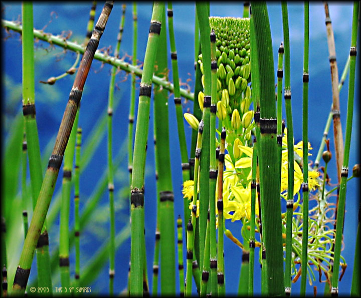 Bulbina and Horsetail Rushes