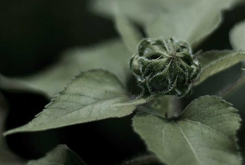 bud.jpg