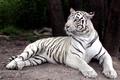White Tiger outtake