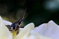 Cricket on a rose