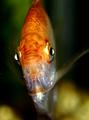 Fisheyes