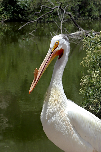 Horned Pelican