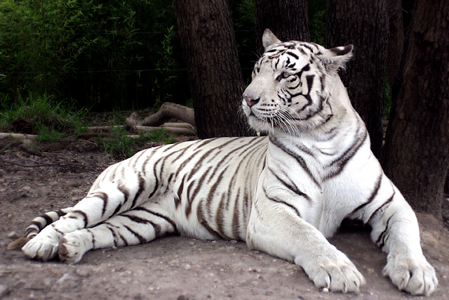White Tiger outtake