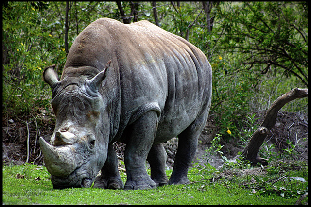 Rhino