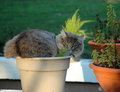 Pussy Willow