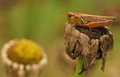 Hopper