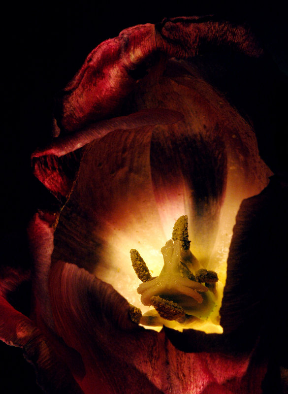 Tulip II.jpg