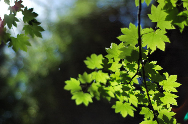 Photosynthetic