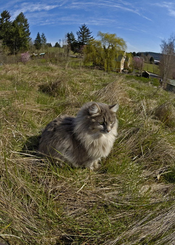 Adventure Cat