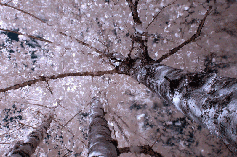 Windy Birches