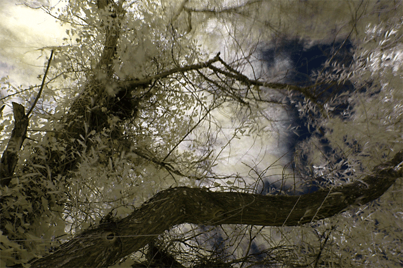 Windy Willow