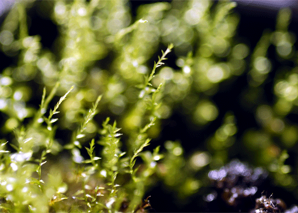 LittleForest