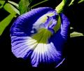 Blue Flower in Barbados.jpg