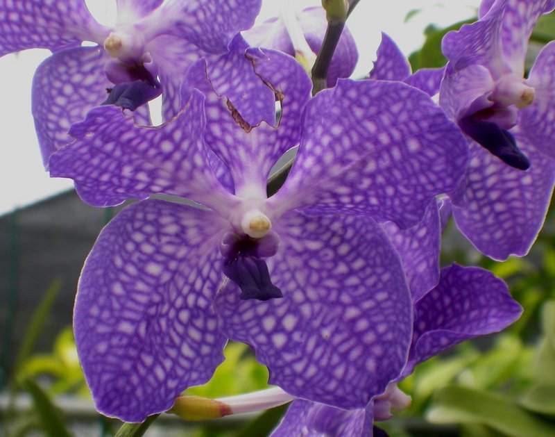 Barbados Orchid 7th. July 6.jpg