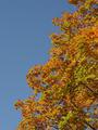 In the Fall...