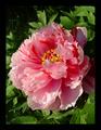 Chinese Tree Peony