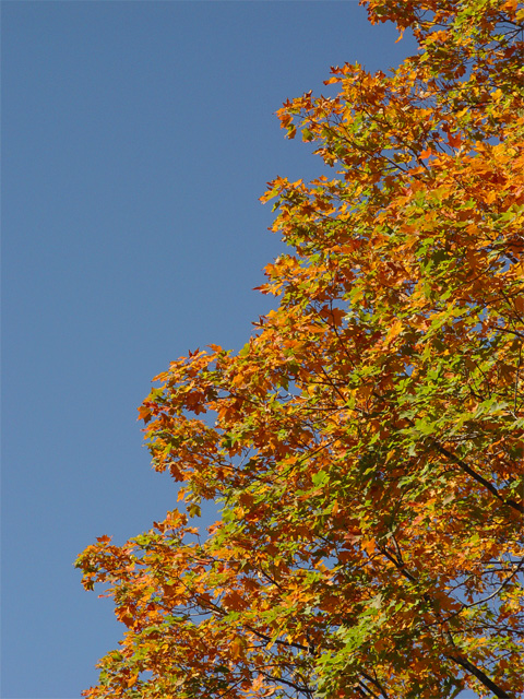 In the Fall...