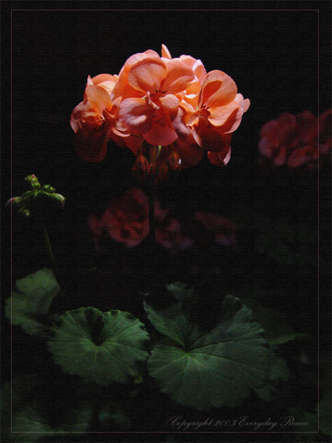 Geranium Art
