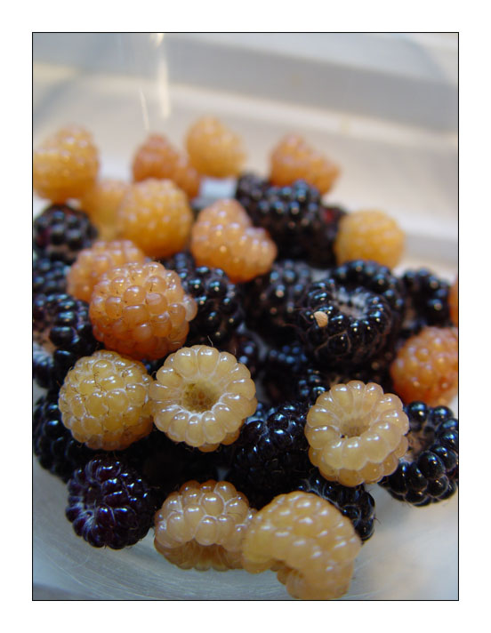 Champagne Raspberries