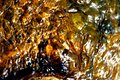 Amber
