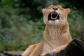 Queen of Beasts