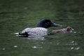 Adult loon with loonling
