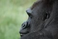 Lowland Gorilla