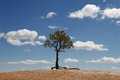 Tree on rock, clouds