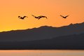 Sunset, pelicans