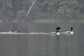 Loon parents and loonlings