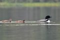 Loon parent and loonlings