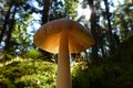 Mushroom in the forest