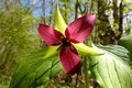 Purple trillium