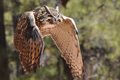 Eagle Owl in flight