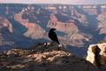 Grand Canyon Raven