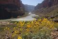 Spring flowers along the Colorado River