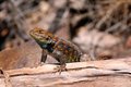 Spiny Lizard