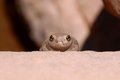 Canyon Tree Frog