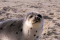 Harbor Seal