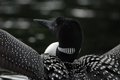 Flapping Loon