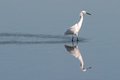 Snowy Egret