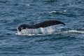 Right Whale, Tail Fluke