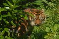 Tiger at London Zoo